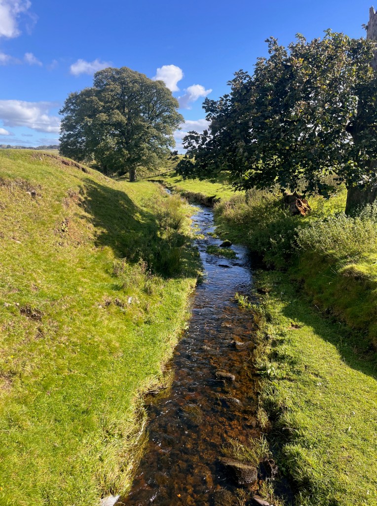 A babbling stream surrounded by lush grass banks and two trees.
