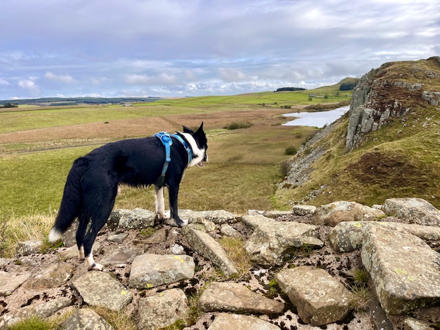 A border collie standing on Hadrian's Wall with crags in the distance.